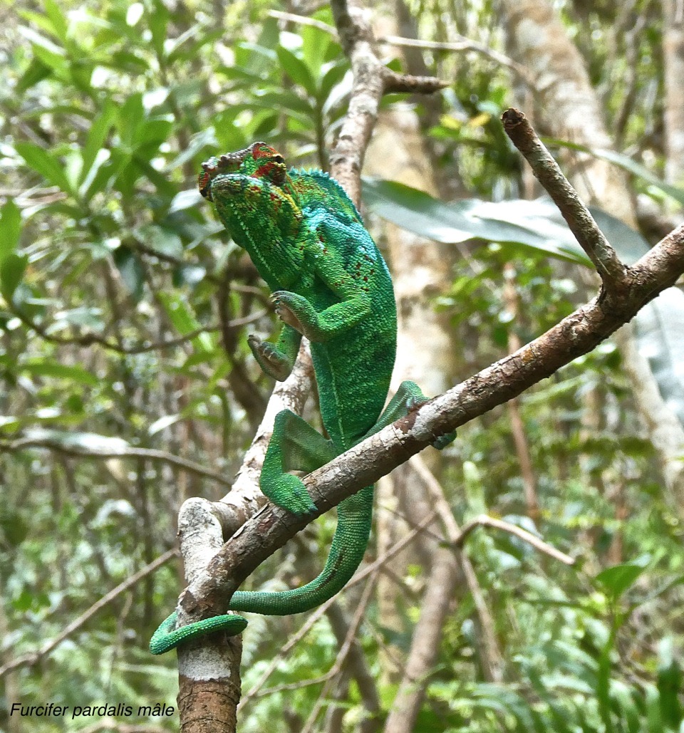 Furcifer pardalis mâle prêt à capturer sa proie P1026774