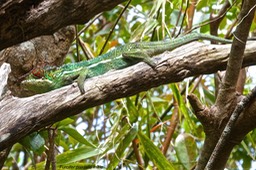 Furcifer pardalis mâle. endormi. caméléon panthère. chamaeleonidae. P1027300
