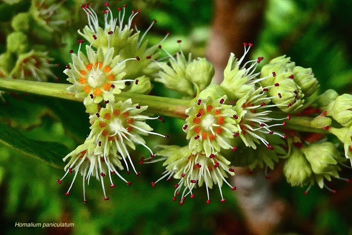 Homalium paniculatum.corce blanc. bois de bassin. ( inflorescence. détail ) salicaceae.endémique Réunion Maurice .P1027129