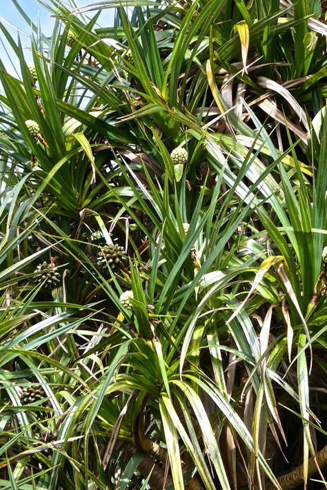 Pandanus sylvestris . pimpin. petit vacoua ( femelle ). pandanaceae.endémique Réunion.P1027235