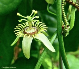 Passiflora suberosa. grain d'encre.passifloraceae;espèce envahissante. P1027387