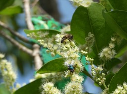 Que choisir  Furcifer pardalis sur Homalium paniculartum