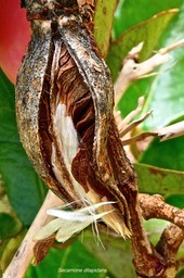 Secamone dilapidans . liane de lait .(fruit sec ouvert ). P1027368