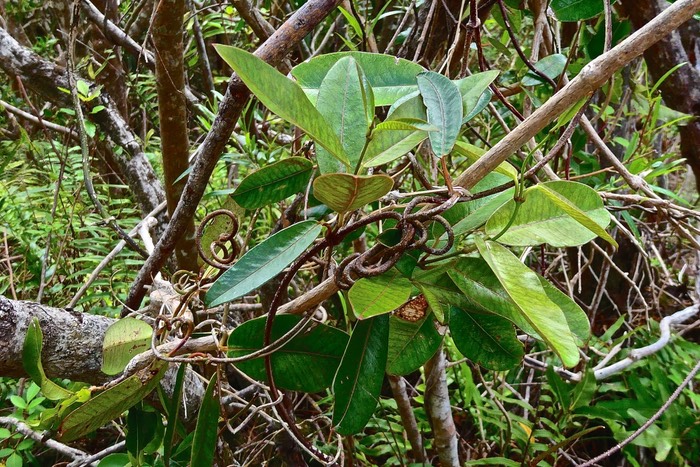 Secamone dilapidans.liane de lait.apocynaceae.endémique Réunion Maurice .P1027120