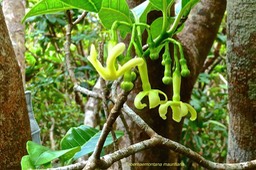 Tabernaemontana mauritiana .bois de lait.( inflorescence ) apocynaceae.P1027424