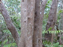 Agarista salicifolia