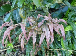 Asplenium hispidulum