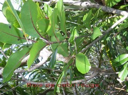 Bois de cabri rouge-Casearia coriacea- Salicacee- M