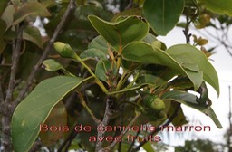Bois de cannelle avec fruits- Ocotea obtusata - Lauracee- RM
