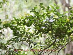 Bois de cerise marron ou Bois de balai - Memecylon confusum - Memecylacee -E