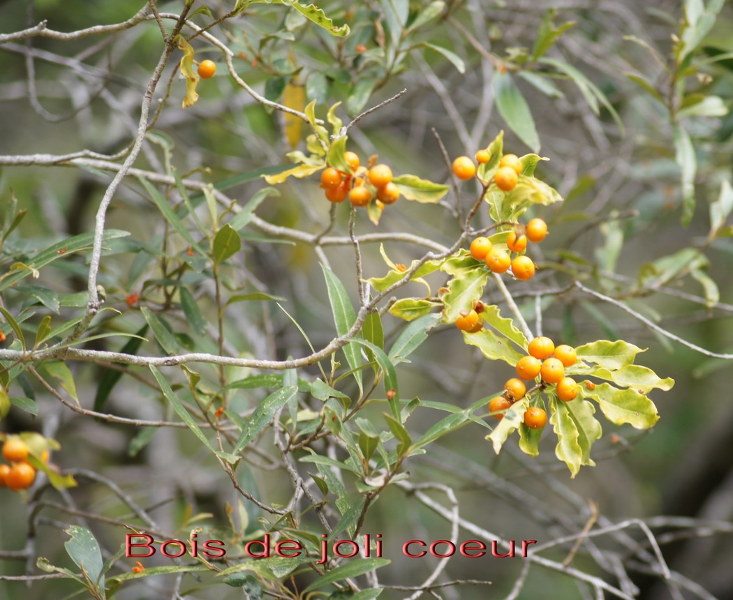 Bois de joli coeur- Pittosporum senacia- Pittosporacee- I