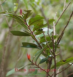 Bois de rongue-6