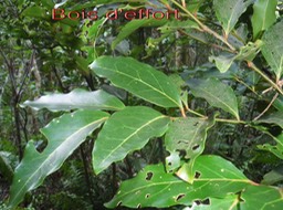 Bois d'effort - Olax psittacorum- Olacacee-E