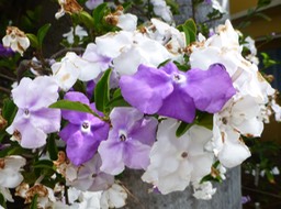 Brunfelsia uniflora