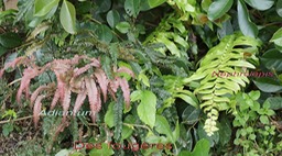 Des fougeres- Adiantum hispidulum - Nephrolepis biserrata