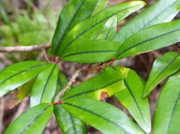 Erythroxylon laurifolium