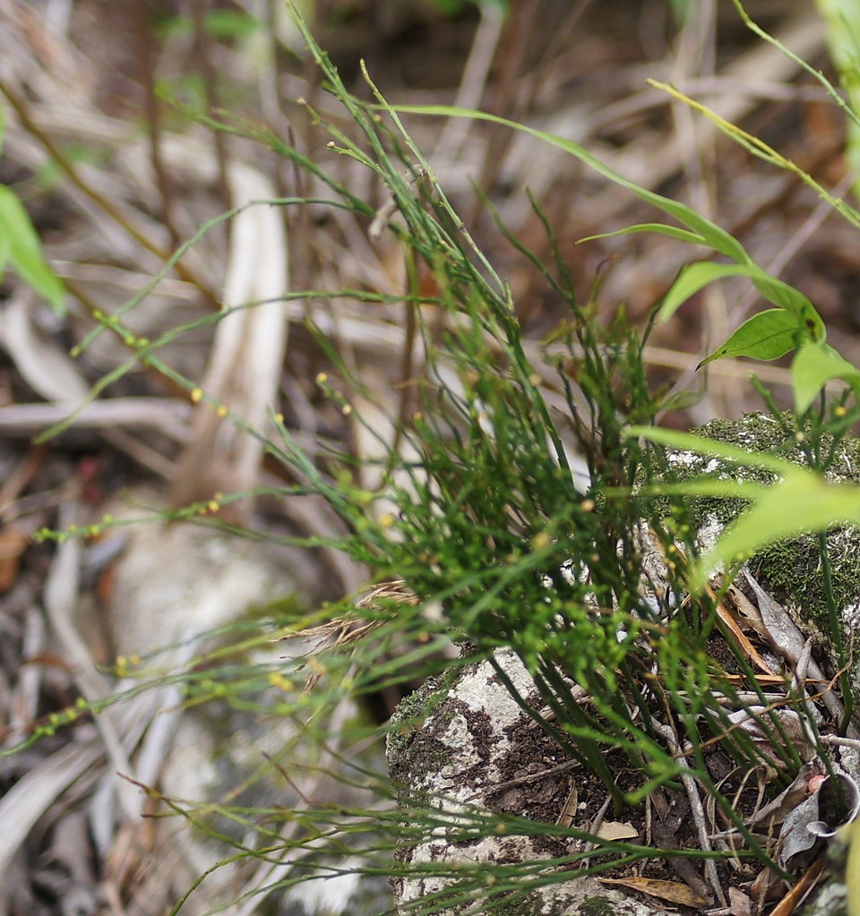 Fougere archaique- Psilotum nudum- Psilotacee - I