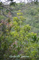Grand natte - Mimusops balata- Sapotacee - RM