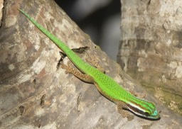 Lezard vert-10