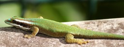 Lezard vert-6