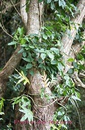 Lingue poivre et Patte de lezard - Copie