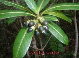 Losto cafe- Gaertnera vaginata- Rubiacee-E - Copie