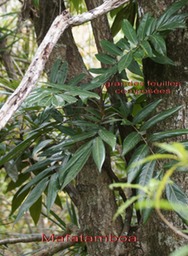 Mafatamboa ou Mafatambois- Cnestis glabra-Connaracee-I