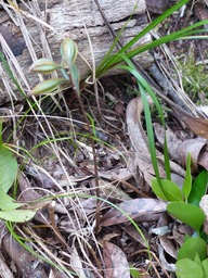 Oeceoclades monophylla