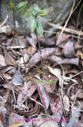 Orchidee cameleon -5