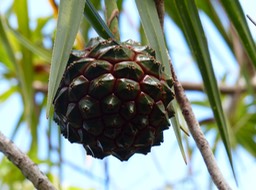 Pandanus sylvestris