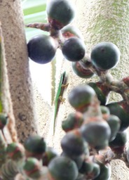 photo de Nathalie (5)