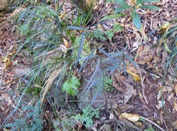 Trichosandra borbonica