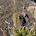 6. Benthamia africana Orchidaceae Indigène La Réunion.jpeg