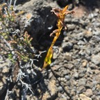 8. Très vieux Satyrium amoenum - Satyre charmant - ORCHIDACEE Indigène.jpeg