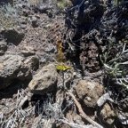 10. Autre vieux Satyrium amoenum - Satyre charmant - ORCHIDACEE Indigène.jpeg