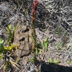 11. Disa borbonica Orchidaceae E ndémique La Réunion.jpeg