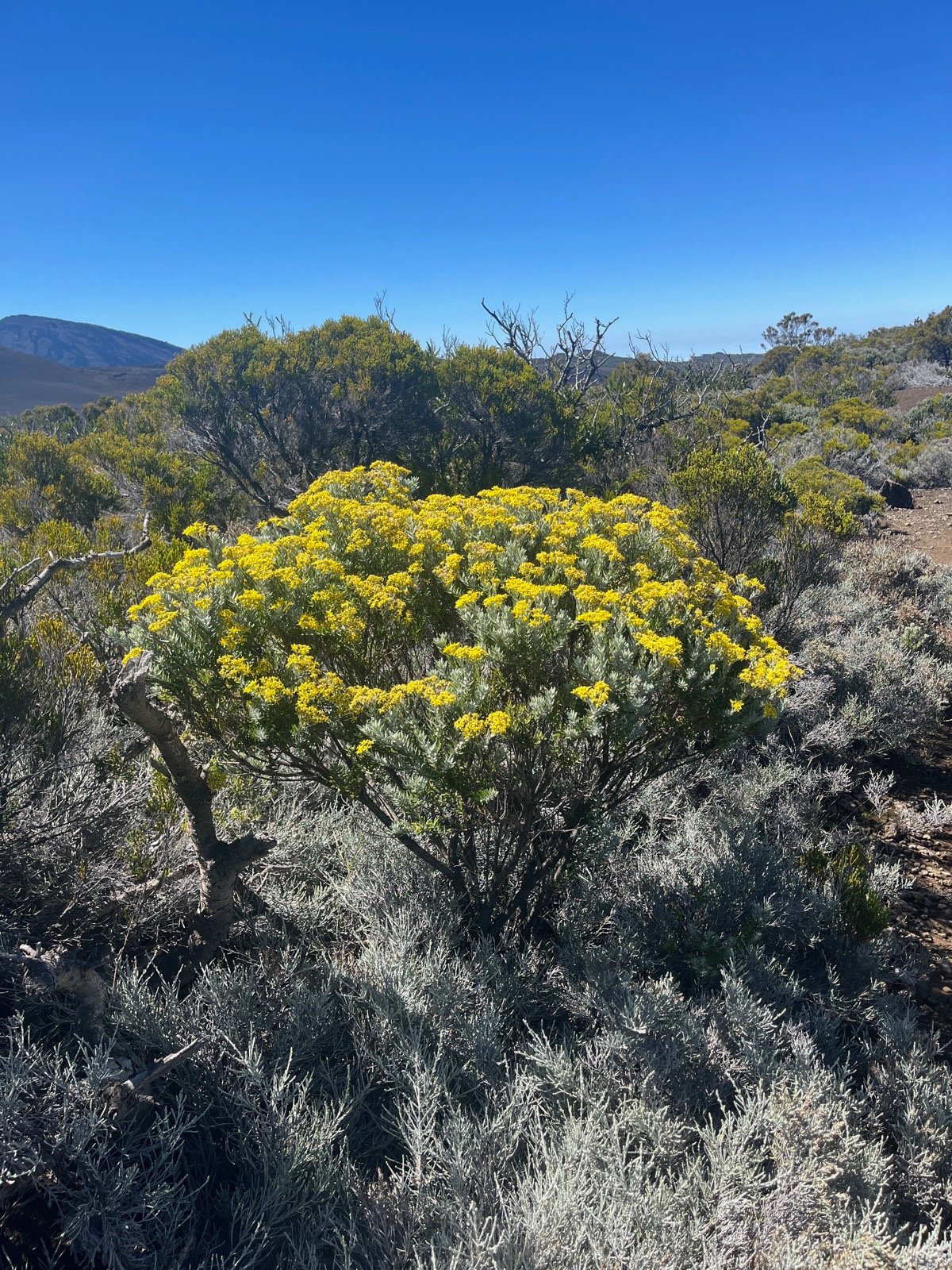 14. Hubertia tomentosa Ambaville blanc Asteraceae Endémique La Réunion.jpeg