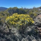 14. Hubertia tomentosa Ambaville blanc Asteraceae Endémique La Réunion.jpeg