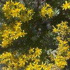 15. Hubertia tomentosa Ambaville blanc Asteraceae Endémique La Réunion.jpeg