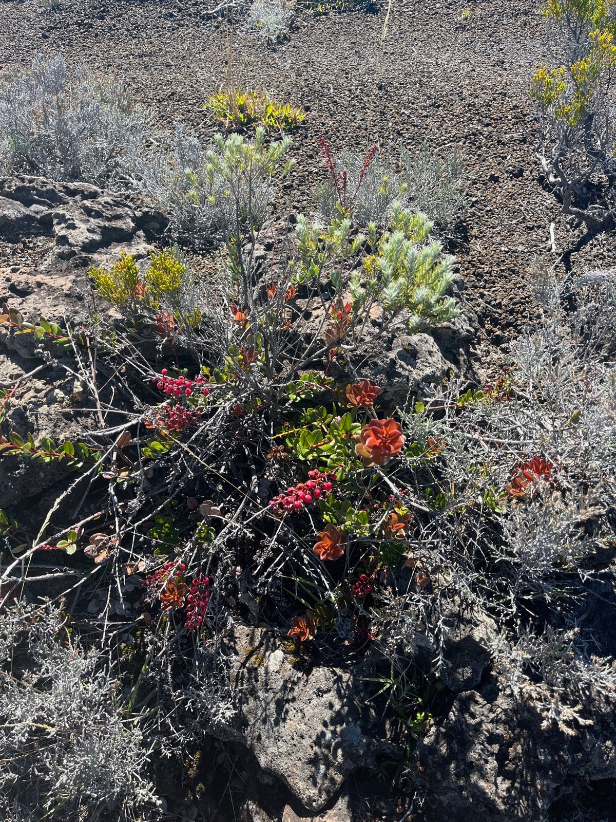 17. Agarista buxifolia Petit bois de rempart Ericaceae Indigène La Réunion.jpeg