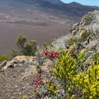 20. Agarista buxifolia Petit bois de rempart Ericaceae Indigène La Réunion.jpeg
