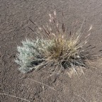 21. Pennisetum caffrum Queue de mimite Poaceae Endémique La Réunion.jpeg