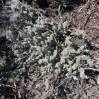 23. Psiadia argentea Petit velours ASTERACEE Endémique.jpeg