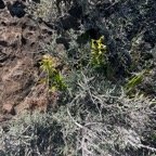 26. Habenaria frappieri Petit mai?s Orchi daceae Endémique La Réunion.jpeg