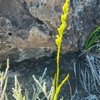 33. ??? Benthamia africana Orchidaceae Indigène La Réunion.jpeg