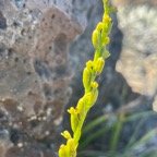 35. ??? Benthamia africana Orchidaceae Indigène La Réunion.jpeg