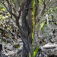 Benthamia africana .(Benthamia spiralis ). orchidaceae.endémique Madagascar Mascareignes..jpeg