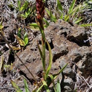 Disa borbonica Balf. f. et S. Moore.orchidaceae.endémique Réunion. (1).jpeg