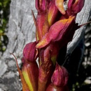 Disa borbonica Balf. f. et S. Moore.orchidaceae.endémique Réunion..jpeg