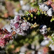 Erica galioides thym marron  ( avec fruits )ericaceae endémique Réunion.jpeg